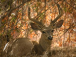 Bed and Breakfast near Sequoia National Park