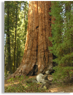 Sequoia National Park Lodging