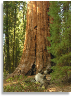 Sequoia National Park Lodging