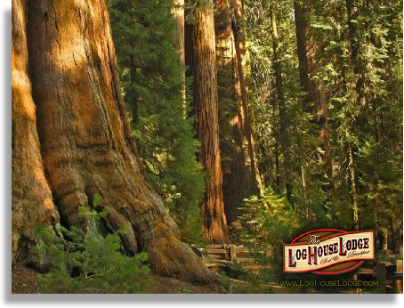 Sequoia Lodging