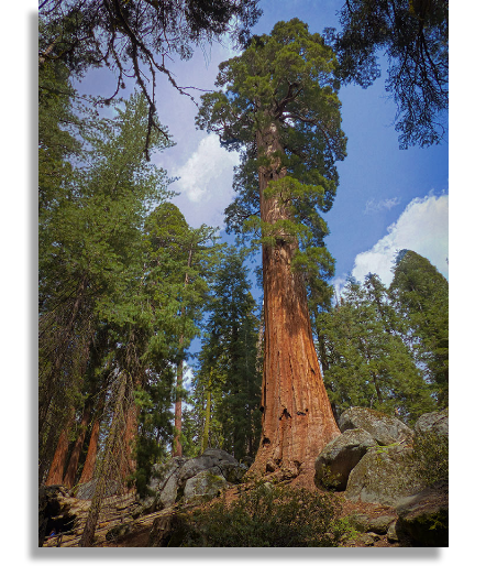 Sequoia Lodging