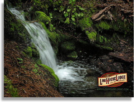 Sequoia Lodging